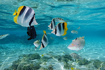 Francouzská Polynésie a Havaj