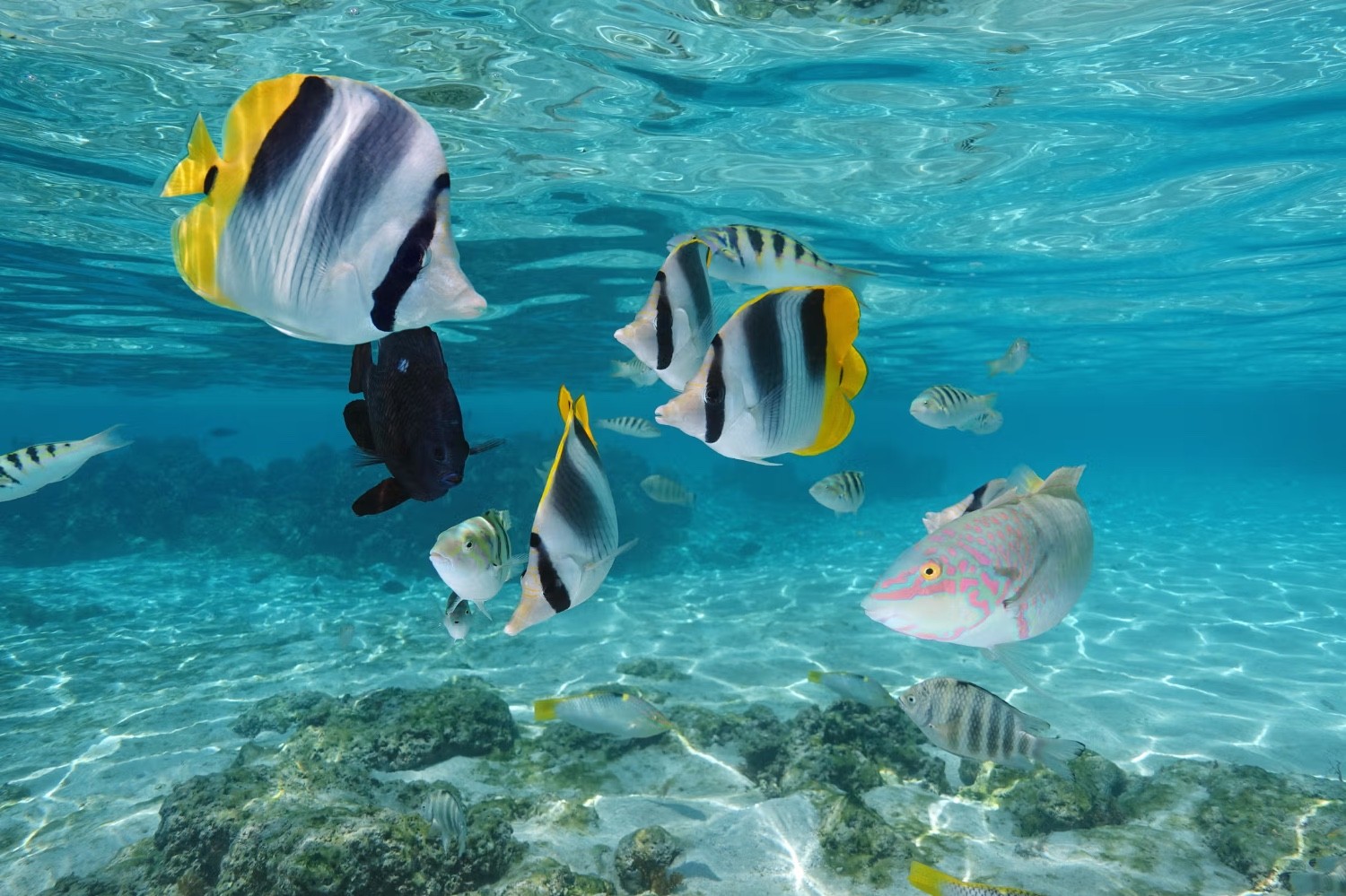 Moorea, Francouzská Polynésie